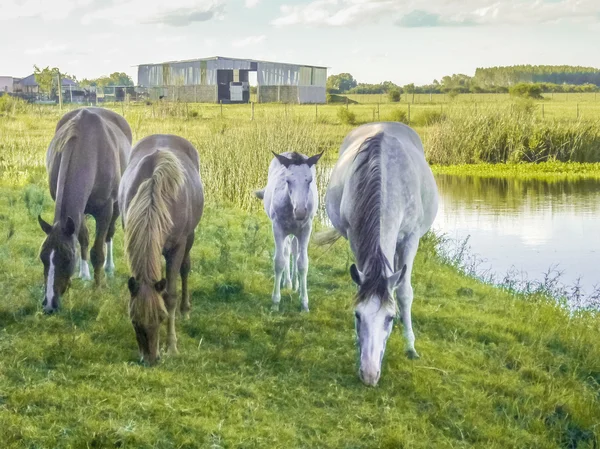 馬が草を食べるのグループ — ストック写真
