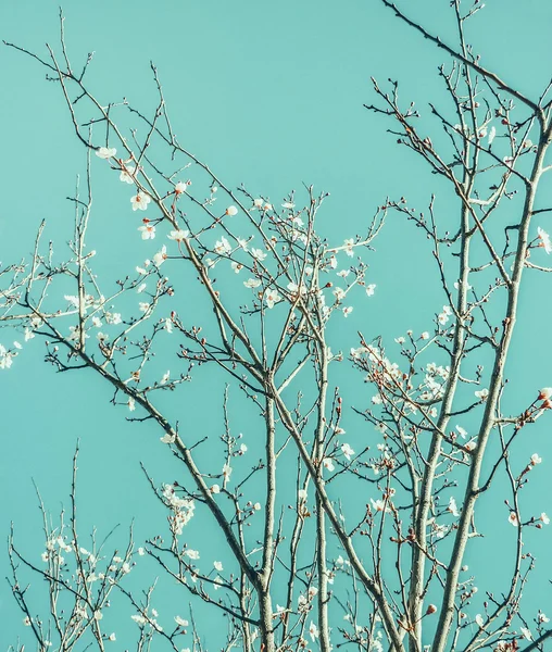 Fleurs blanches dans le ciel — Photo