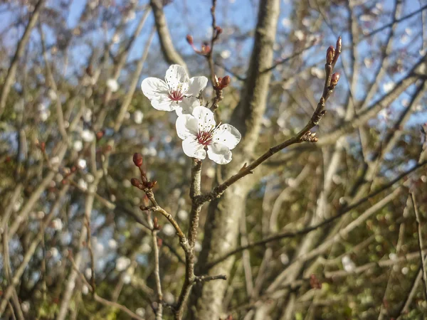 Fiori bianchi — Foto Stock