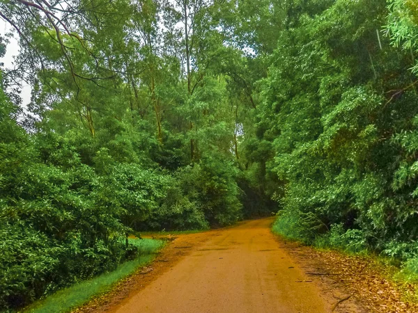 Route terrestre dans la forêt — Photo