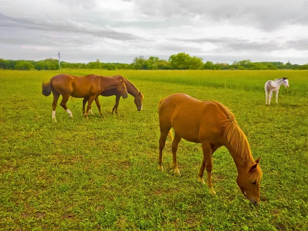 Horses eating in the Meadow — Stock Photo, Image