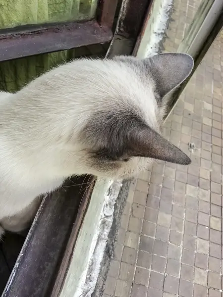 Siamese gato assistindo a calçada — Fotografia de Stock