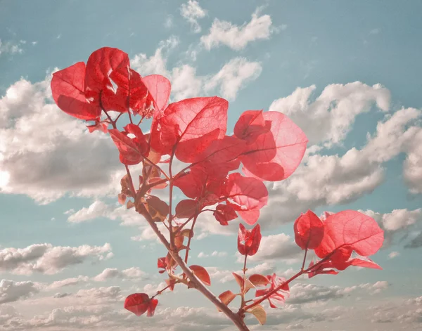 Цветы в небе — стоковое фото