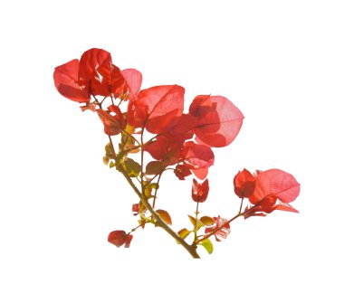 İzole Santa Rita Flower