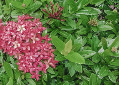 Çiçekler ve bitkiler detay