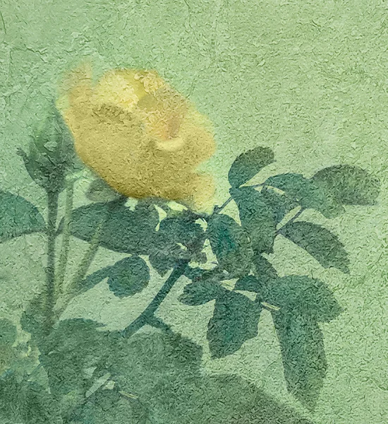 Yellow Rose Vintage Style Photo — Stock Photo, Image