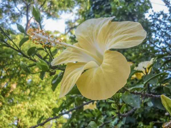 Φωτογραφία λουλούδι κίτρινο ιβίσκο — Φωτογραφία Αρχείου