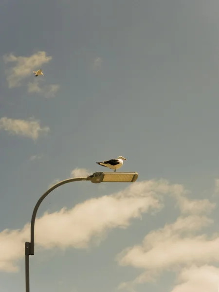 Möwen am Himmel — Stockfoto