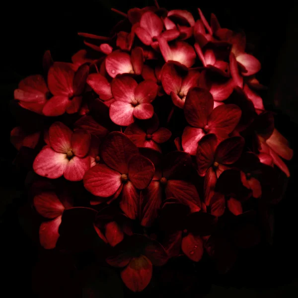 Rote Blumen Strauß in schwarzem Hintergrund — Stockfoto