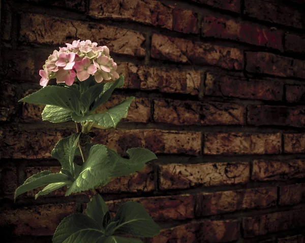 Önünde tuğla duvar çiçek — Stok fotoğraf
