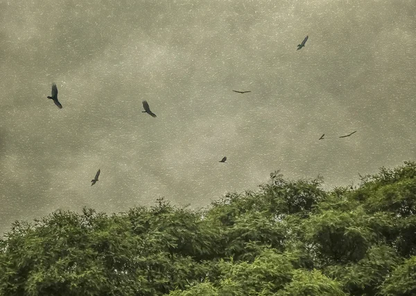 Pájaros negros Flying Grunge Vintage Style Photo —  Fotos de Stock