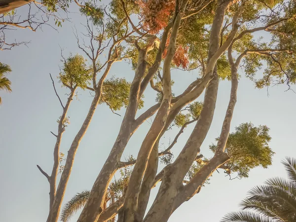 Árboles grandes Vista de ángulo bajo — Foto de Stock