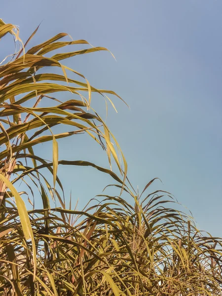 Plantas de baixo ângulo e céu azul — Fotografia de Stock