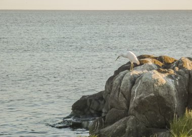 Montevideo sahilindeki kayalar üzerinde Seagull