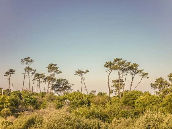 Paisaje en la Costa de Uruguay — Foto de Stock