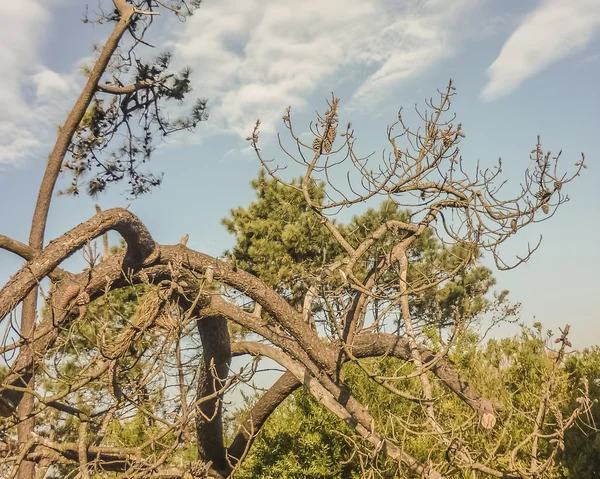 Landschaft an der Küste von Uruguay — Stockfoto