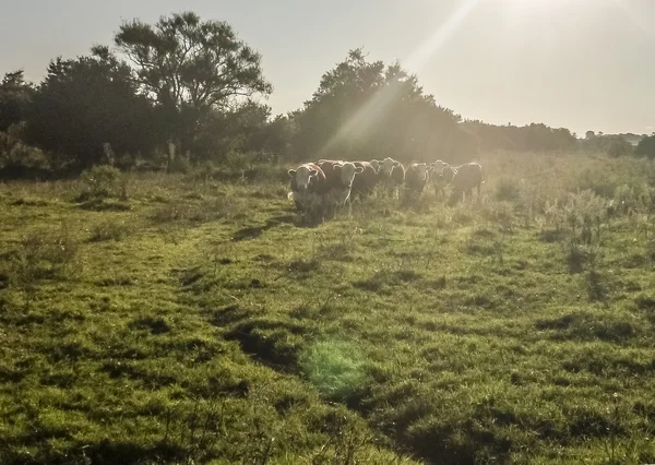 Groupe de vaches sur le terrain — Photo