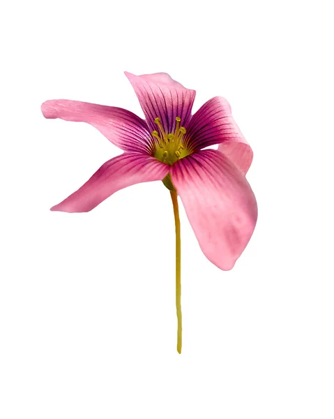 İzole pembe lily — Stok fotoğraf