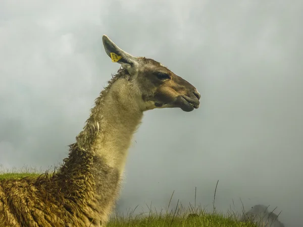 Guanac Side View Portrait — Stock Photo, Image