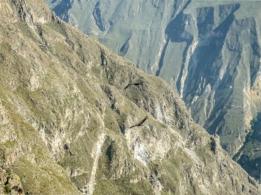 colca Vadisi'nde uçan akbaba