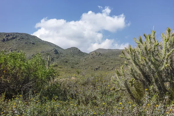 Andách v rozsahu krajina v arequipa peru — Stock fotografie