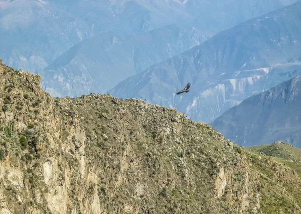 colca Vadisi'nde uçan akbaba