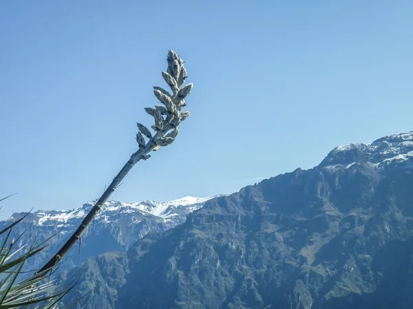 Montagnes de la vallée de Colca à Arequipa Pérou — Photo