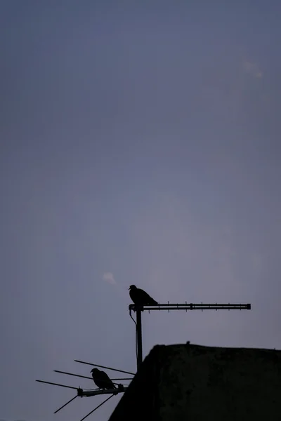 Силуэт голубя на крыше — стоковое фото