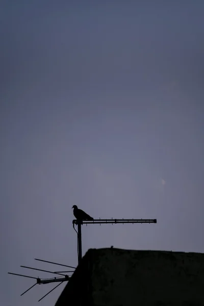 Silueta holub na střeše — Stock fotografie