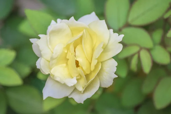 Άσπρο τριαντάφυλλο κάτοψη φωτογραφία — Φωτογραφία Αρχείου