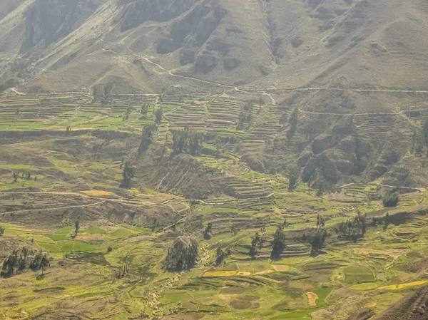 Terrasses de la vallée de Colca — Photo