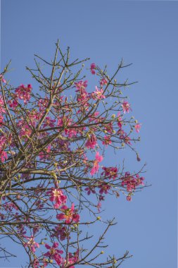 Pembe çiçekli ağaç 