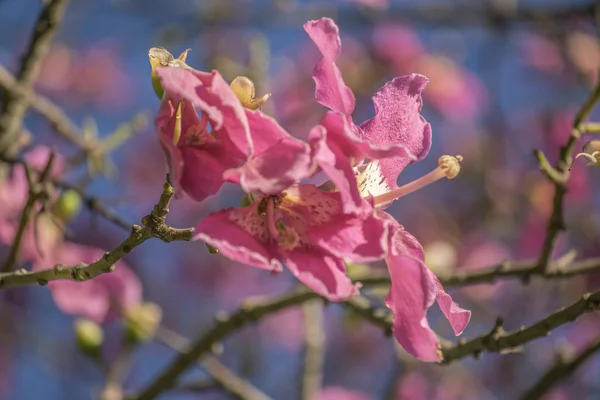 Flores rosadas primer plano — Foto de Stock