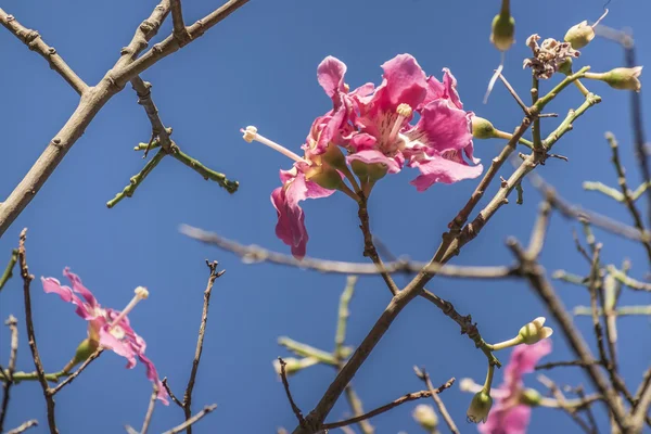 粉红色的花朵和分支 — 图库照片