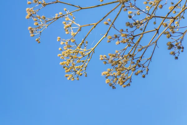 Gałęzie drzew i owoce przeciwko błękitne niebo — Zdjęcie stockowe