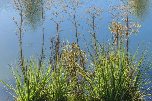 식물과 호수 세부 사진 — 스톡 사진