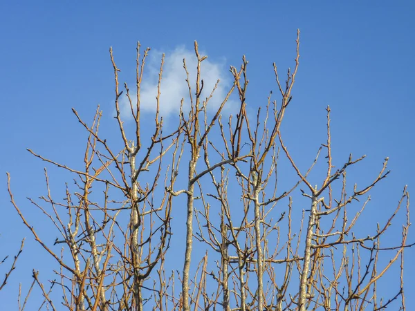 Ramas de árboles sin hojas y cielo azul —  Fotos de Stock