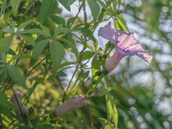 Flor y plantas de lila — Foto de Stock