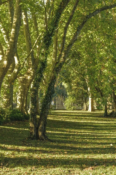 Giardino Botanico di Montevideo — Foto Stock