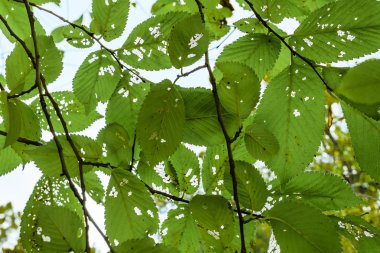 Flora closeup doymuş fotoğraf