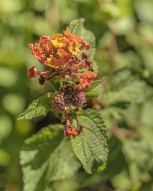 güzel sıcak renkler çiçek