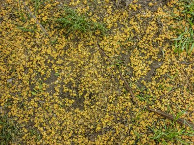 küçük sarı çiçek