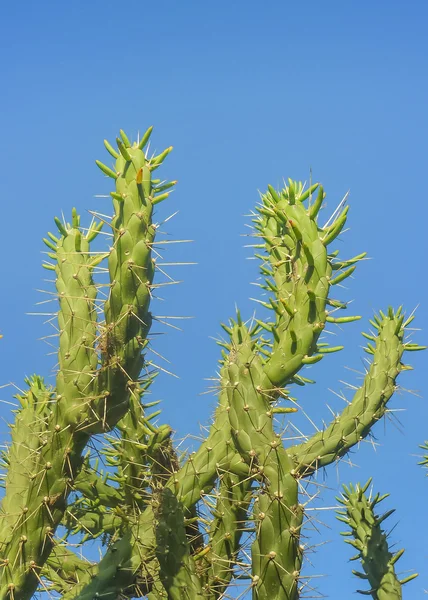 Cacto e céu azul — Fotografia de Stock