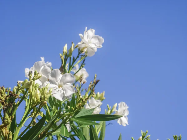 白色的花，蓝蓝的天空 — 图库照片