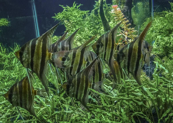 Groep van vissen op fishbowl — Stockfoto