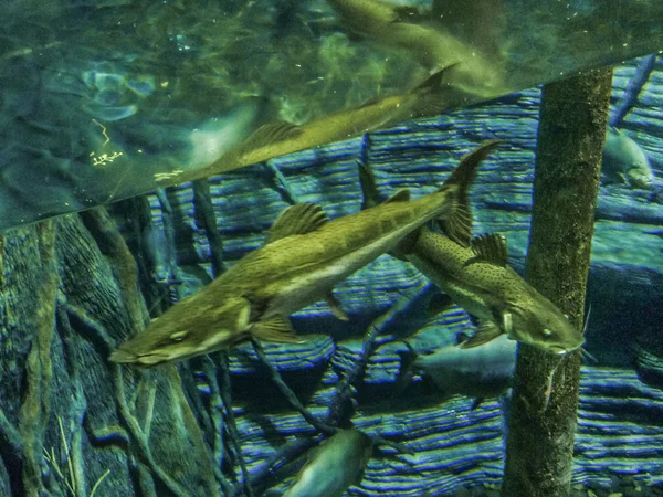 Grupo de peces en la pecera —  Fotos de Stock