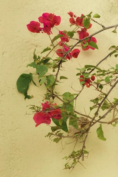 Flores violetas y plantas verdes — Foto de Stock