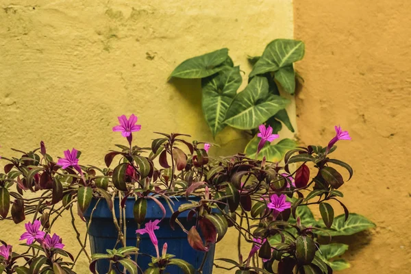 紫の花と緑の植物 — ストック写真