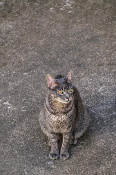 Aranyos macska néz külső kamera — Stock Fotó