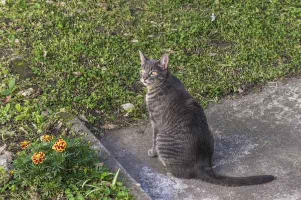 Gato bonito assistindo fora da câmera — Fotografia de Stock